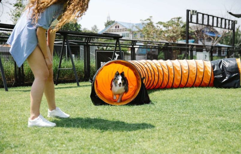Fun Activities to Enjoy with Your Pet