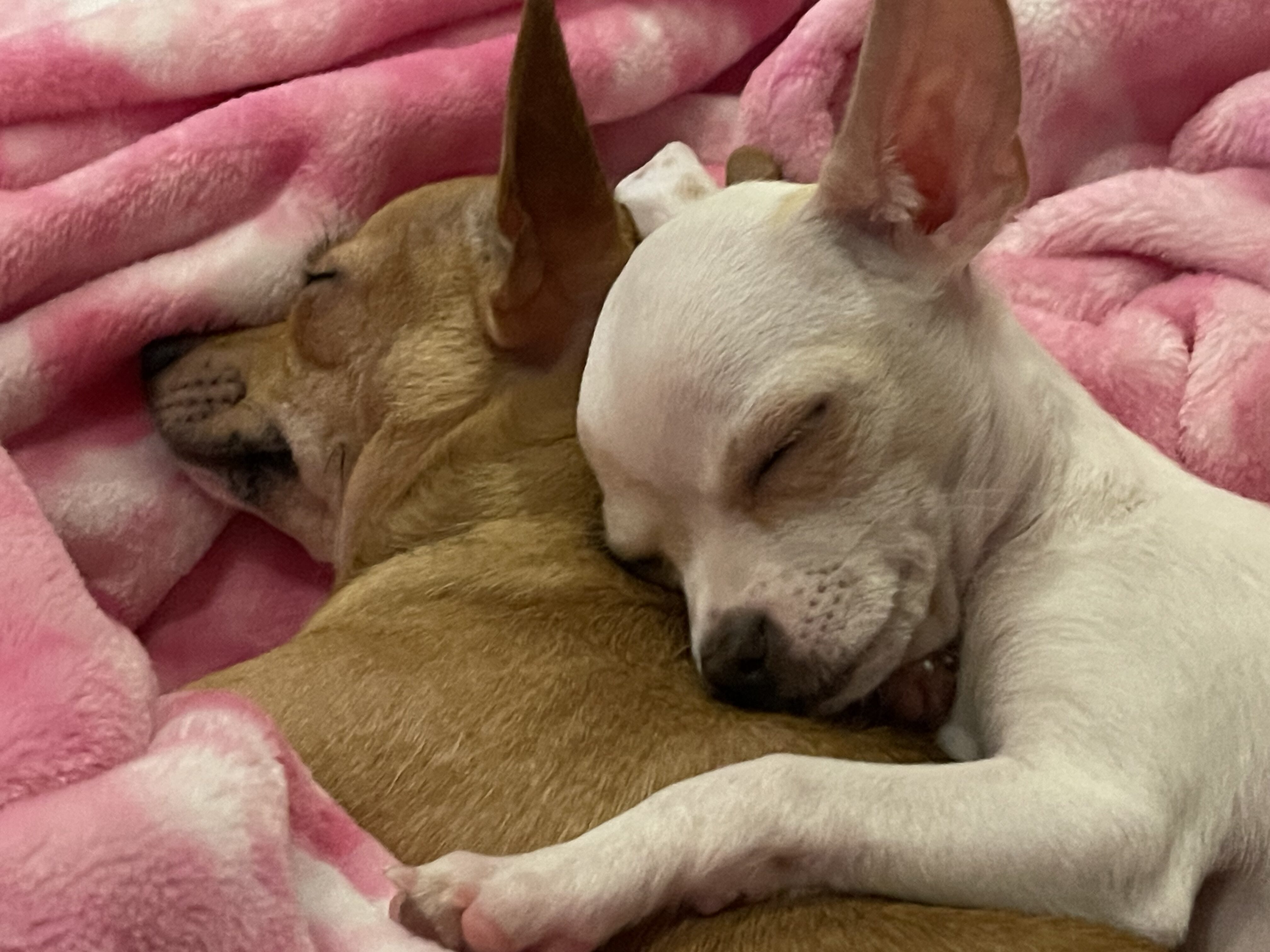 socializing your puppy