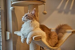 Must-Have Products for New Pet Owners