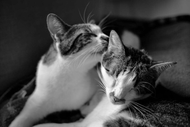 decoding-cat-behavior cat behavior