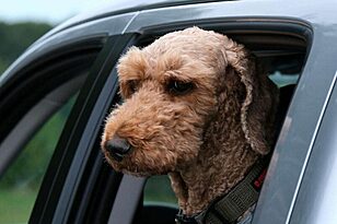 Pet-Friendly Travel Tips