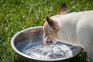 Best Pet Water Fountains for Clean Quiet Sipping