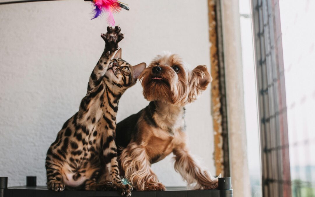 Indoor Games Dogs and Cats Love