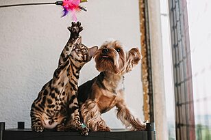 Indoor Games Dogs and Cats Love