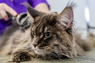 Best Robot Vacuums for Pet Hair