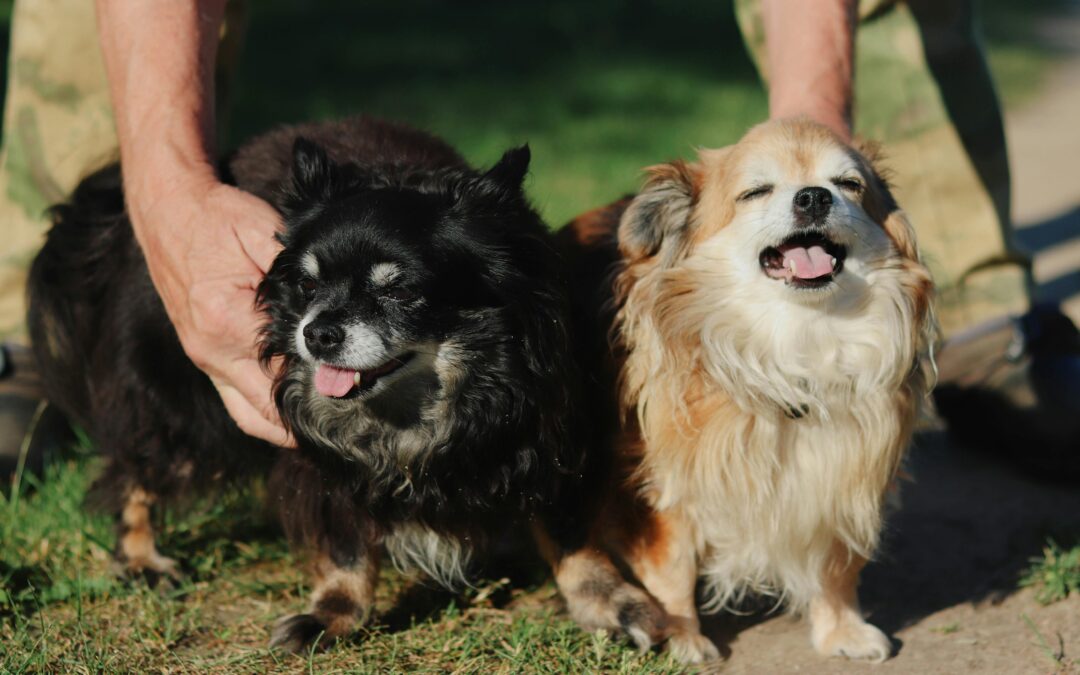 Bonded Pair Adoption Made Easy
