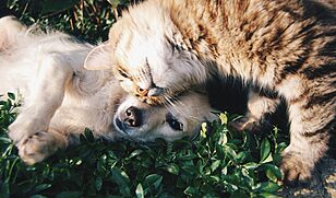 Cat Friendly Dog Breeds for Harmony at Home