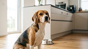 Dog Probiotics Explained. The Benefits, Dosage, and Top Picks