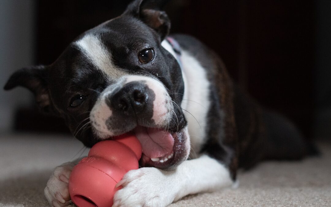 Best Puzzle Toys for Dogs That Beat Boredom