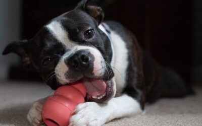 Best Puzzle Toys for Dogs That Beat Boredom