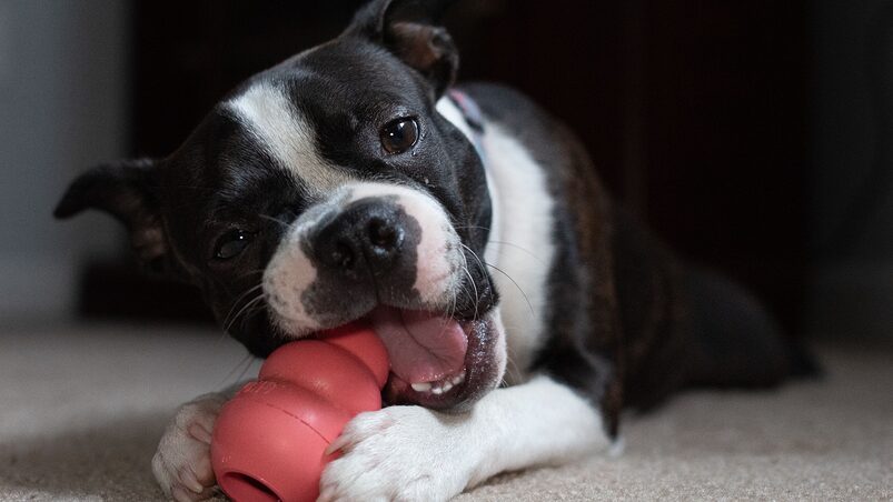 puzzle toys for dogs puzzle toys for dogs