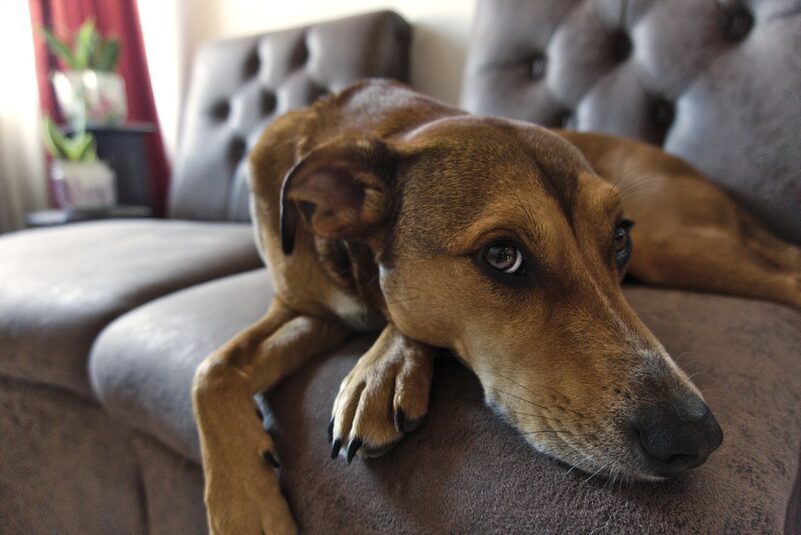 Help-Your-Dog-Beat-Separation-Anxiety-for-Good dog separation anxiety