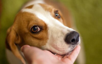 Hidden Signs Your Pet Is in Pain