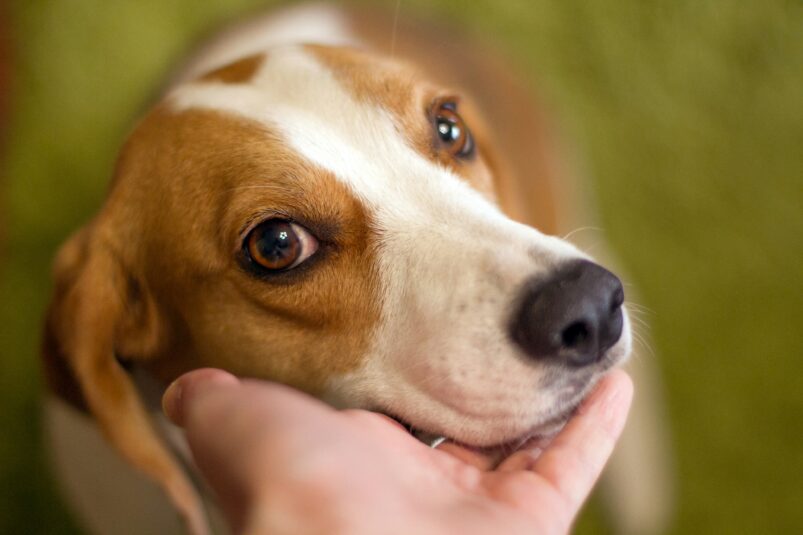 signs your pet is in pain