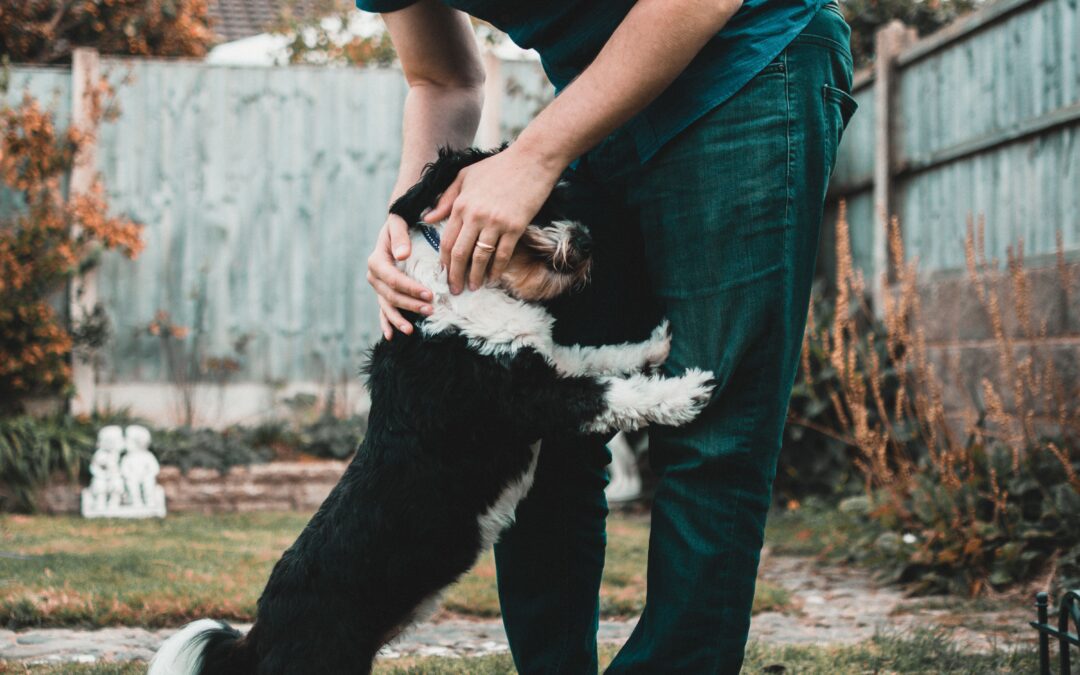 How to Stop Dogs From Jumping on Everyone