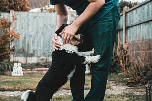 How to Stop Dogs From Jumping on Everyone