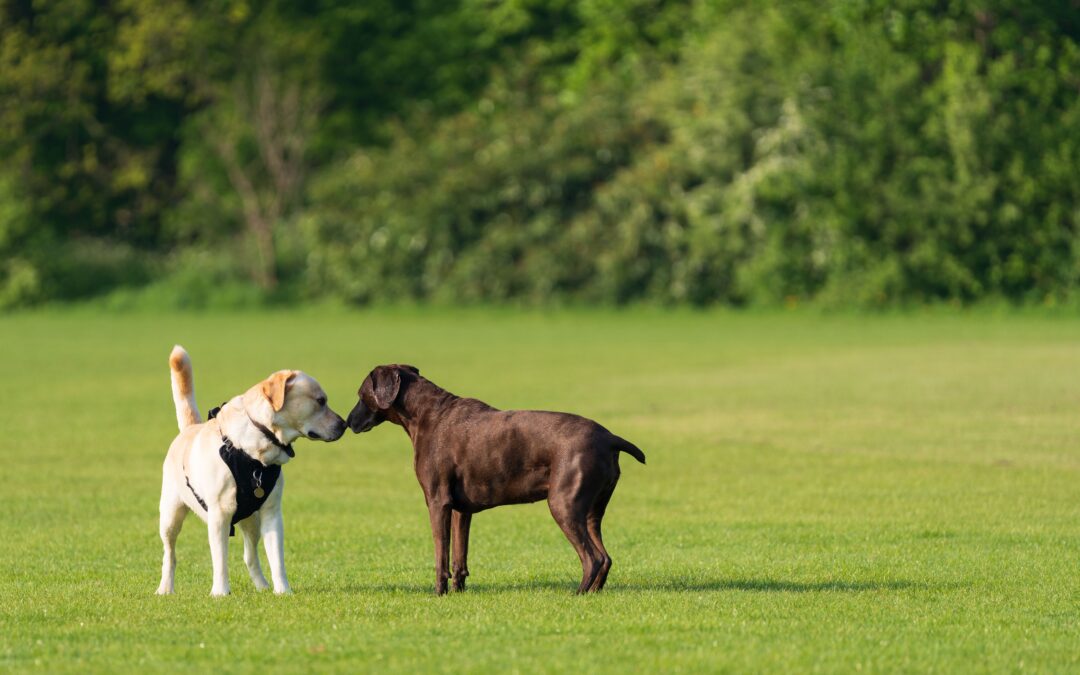 Introducing a Rescue Dog to Your Resident Pets