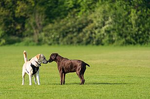 Introducing a Rescue Dog to Your Resident Pets