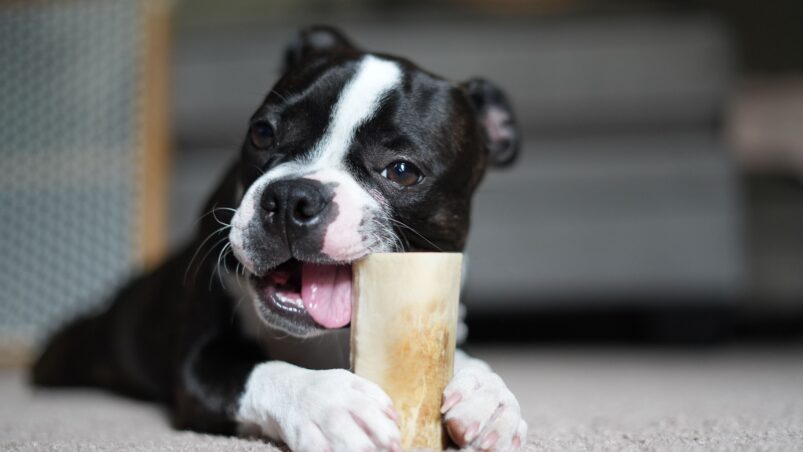 Why Pet Dental Health Matters More Than You Know