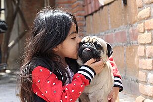 Small Dog Breeds That Thrive in Any Home