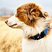 Best GPS Trackers for Dogs That Actually Work