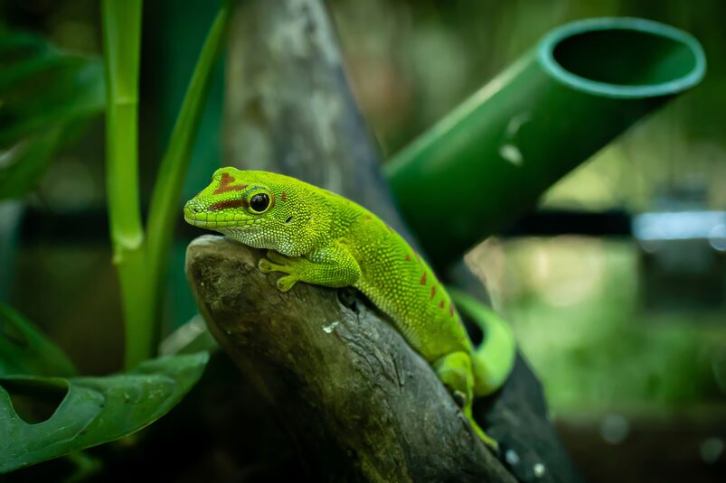 best pet lizards for beginners best pet lizards for beginners