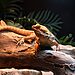 Best Reptile Terrariums Worth Building