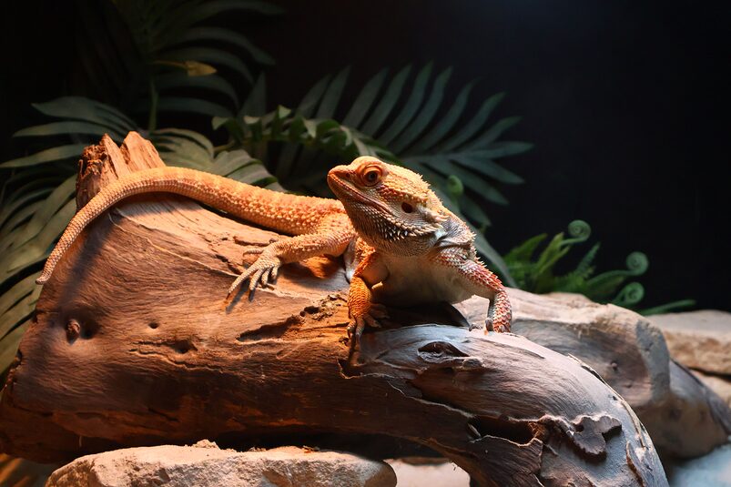 Best Reptile Terrariums Worth Building