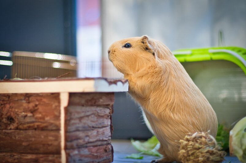 guinea pig enrichment guinea pig enrichment