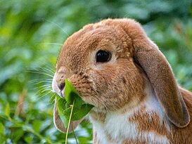 Litter Training a Rabbit Step by Step