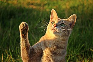 Recognizing a Urinary Tract Infection in Cats Early