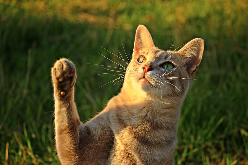 urinary tract infection in cats urinary tract infection in cats