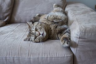 Stop a Cat From Scratching Furniture for Good