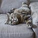 Stop a Cat From Scratching Furniture for Good