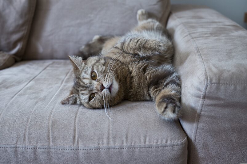 Stop a Cat From Scratching Furniture for Good