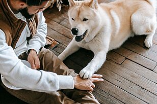 The 3-3-3 Rule for Rescue Dogs Explained