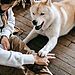 The 3-3-3 Rule for Rescue Dogs Explained