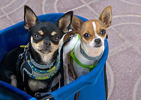 Traveling With Your Dog Without the Stress
