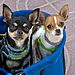 Traveling With Your Dog Without the Stress
