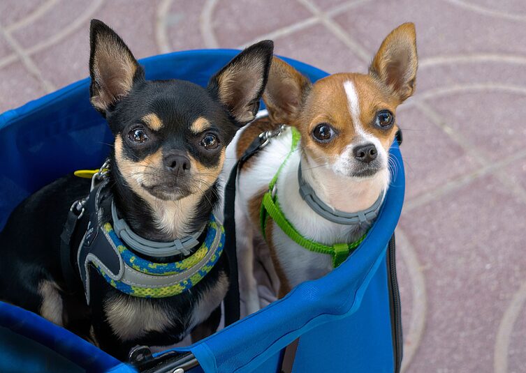 Traveling With Your Dog Without the Stress