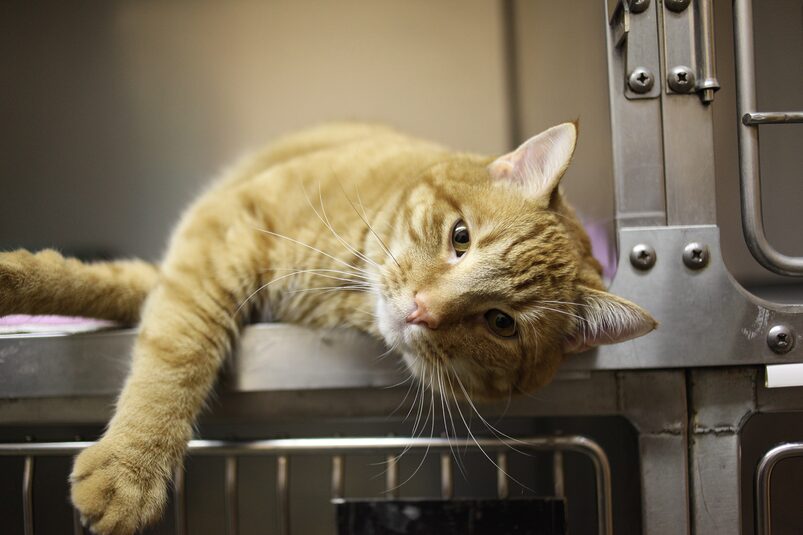adopting a shelter cat adopting a shelter cat